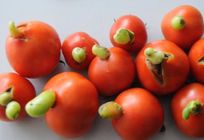 Yeil Devrim srecinde domates, domates olmaktan kt